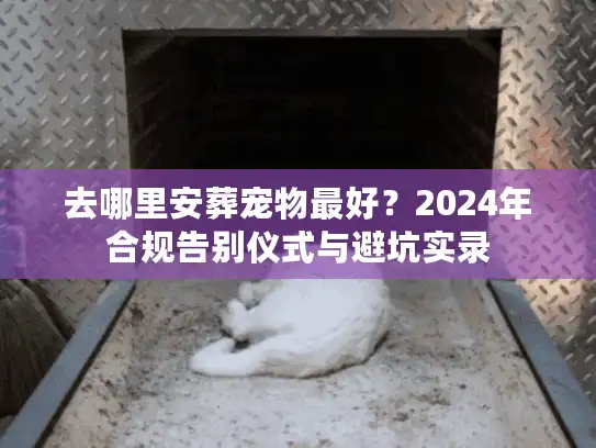 去哪里安葬宠物最好？2024年合规告别仪式与避坑实录
