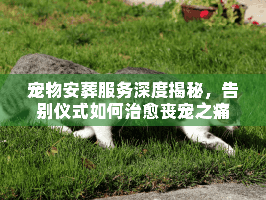 宠物安葬服务深度揭秘，告别仪式如何治愈丧宠之痛