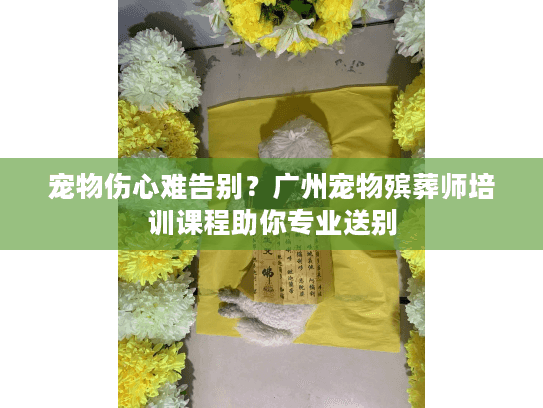 宠物伤心难告别？广州宠物殡葬师培训课程助你专业送别
