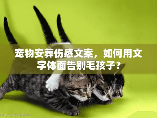 宠物安葬伤感文案，如何用文字体面告别毛孩子？