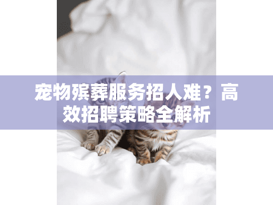 宠物殡葬服务招人难？高效招聘策略全解析