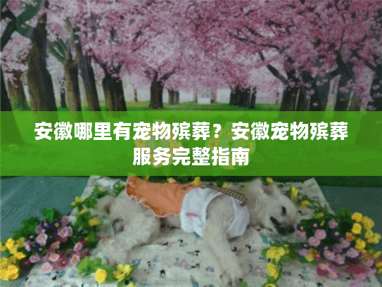 安徽哪里有宠物殡葬？安徽宠物殡葬服务完整指南