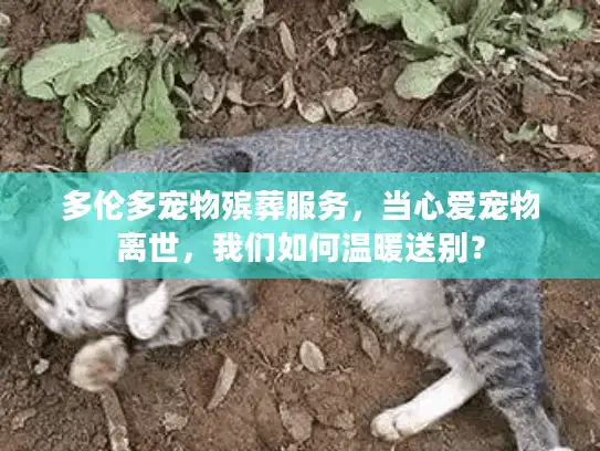 多伦多宠物殡葬服务，当心爱宠物离世，我们如何温暖送别？