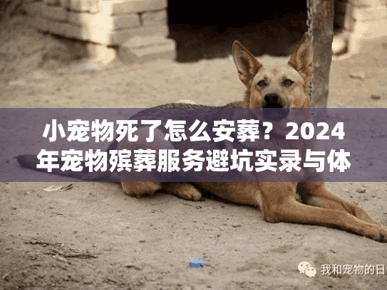 小宠物死了怎么安葬？2024年宠物殡葬服务避坑实录与体面告别