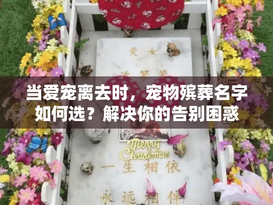当爱宠离去时，宠物殡葬名字如何选？解决你的告别困惑