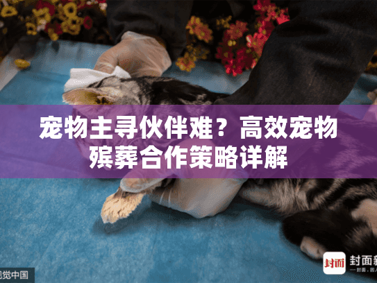 宠物主寻伙伴难？高效宠物殡葬合作策略详解