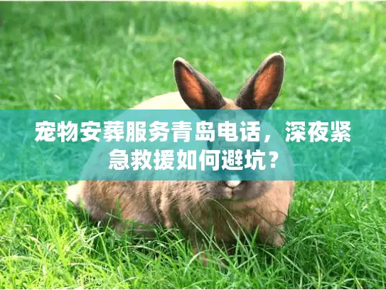 宠物安葬服务青岛电话，深夜紧急救援如何避坑？