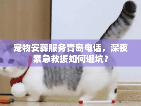 宠物安葬服务青岛电话，深夜紧急救援如何避坑？