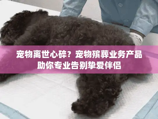 宠物离世心碎?宠物殡葬业务产品助你专业告别挚爱伴侣 宠物离世心碎?宠物殡葬业务产品助你专业告别挚爱伴侣