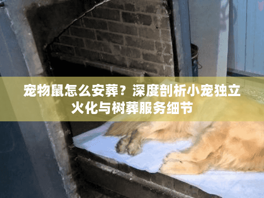 宠物鼠怎么安葬？深度剖析小宠独立火化与树葬服务细节