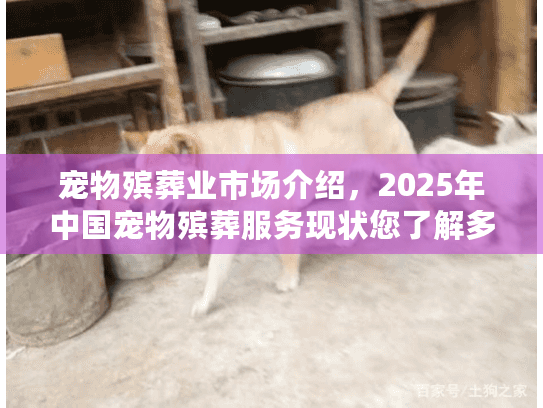 宠物殡葬业市场介绍,2025年中国宠物殡葬服务现状您了解多少? 宠物殡葬业市场介绍,2025年中国宠物殡葬服务现状您了解多少?