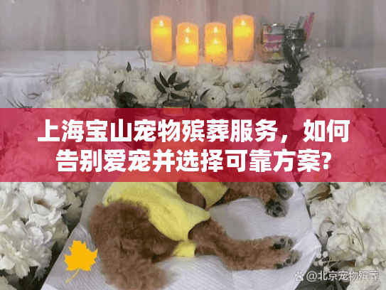 上海宝山宠物殡葬服务,如何告别爱宠并选择可靠方案? 上海宝山宠物殡葬服务,如何告别爱宠并选择可靠方案?