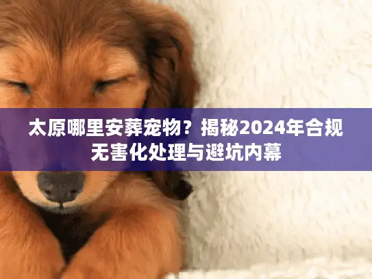 太原哪里安葬宠物？揭秘2024年合规无害化处理与避坑内幕