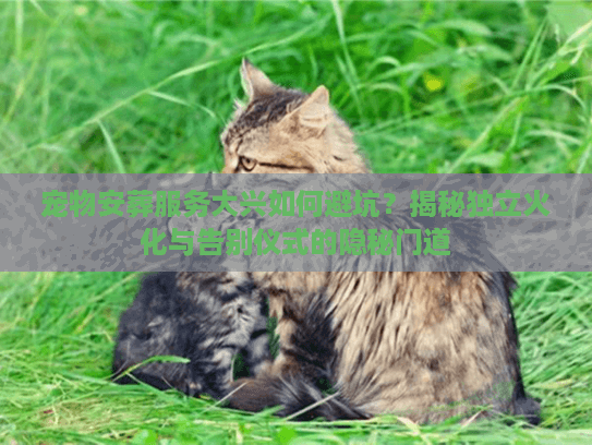 宠物安葬服务大兴如何避坑?揭秘独立火化与告别仪式的隐秘门道 宠物安葬服务大兴如何避坑?揭秘独立火化与告别仪式的隐秘门道