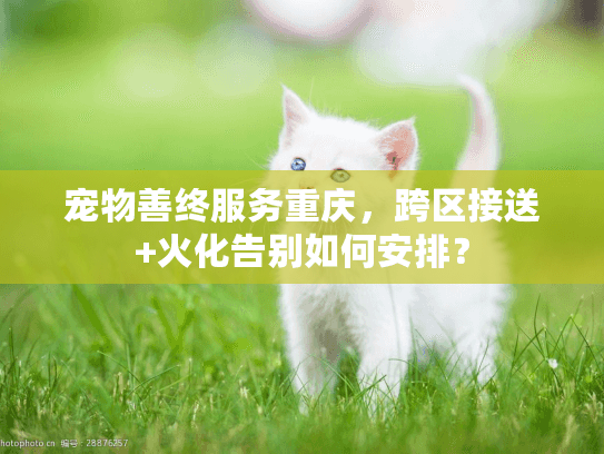 宠物善终服务重庆，跨区接送+火化告别如何安排？