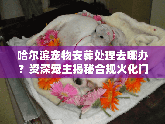 哈尔滨宠物安葬处理去哪办？资深宠主揭秘合规火化门道