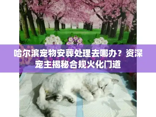 哈尔滨宠物安葬处理去哪办？资深宠主揭秘合规火化门道