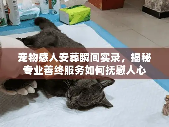 宠物感人安葬瞬间实录，揭秘专业善终服务如何抚慰人心