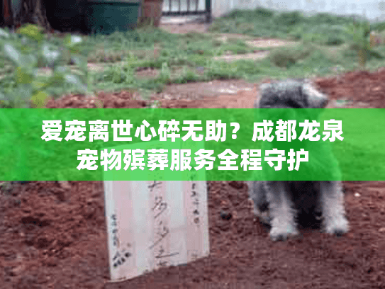 爱宠离世心碎无助？成都龙泉宠物殡葬服务全程守护