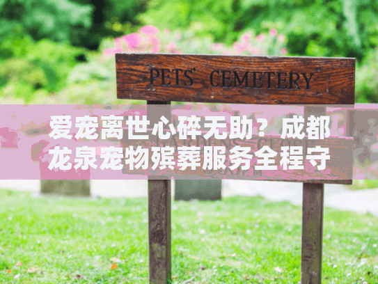 爱宠离世心碎无助？成都龙泉宠物殡葬服务全程守护