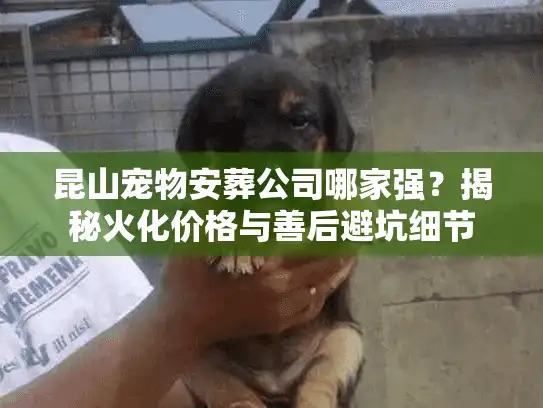 昆山宠物安葬公司哪家强？揭秘火化价格与善后避坑细节