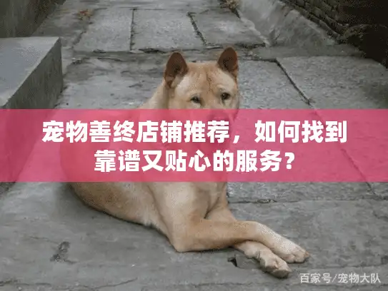 宠物善终店铺推荐，如何找到靠谱又贴心的服务？