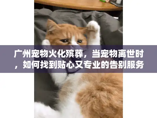 广州宠物火化殡葬，当宠物离世时，如何找到贴心又专业的告别服务？