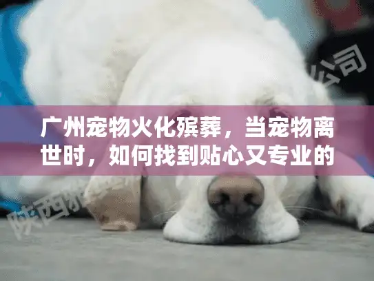 广州宠物火化殡葬，当宠物离世时，如何找到贴心又专业的告别服务？