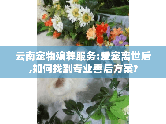 云南宠物殡葬服务:爱宠离世后,如何找到专业善后方案?