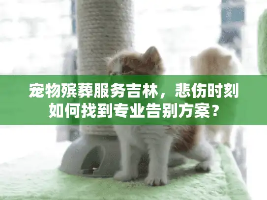 宠物殡葬服务吉林，悲伤时刻如何找到专业告别方案？