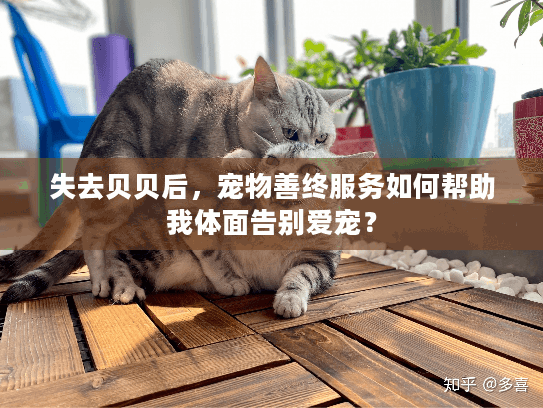 失去贝贝后，宠物善终服务如何帮助我体面告别爱宠？