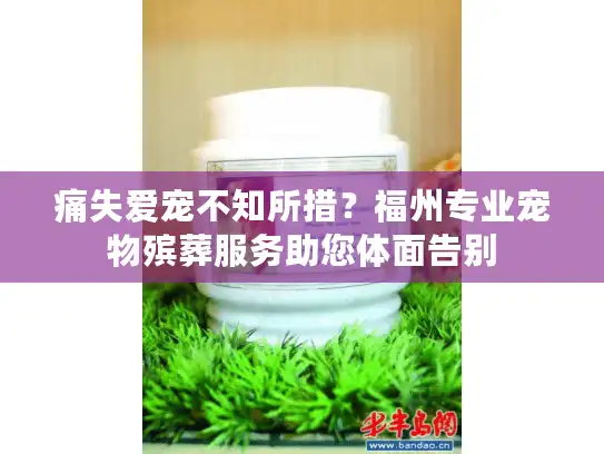 痛失爱宠不知所措?福州专业宠物殡葬服务助您体面告别 痛失爱宠不知所措?福州专业宠物殡葬服务助您体面告别