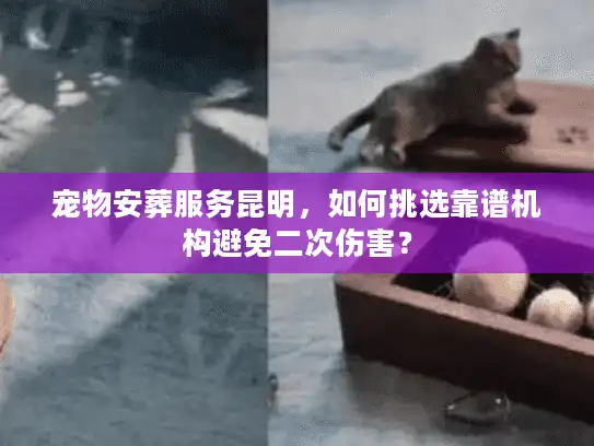 宠物安葬服务昆明，如何挑选靠谱机构避免二次伤害？