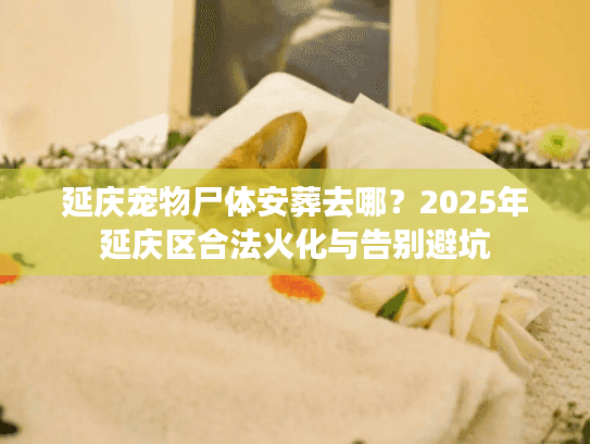 延庆宠物尸体安葬去哪？2025年延庆区合法火化与告别避坑