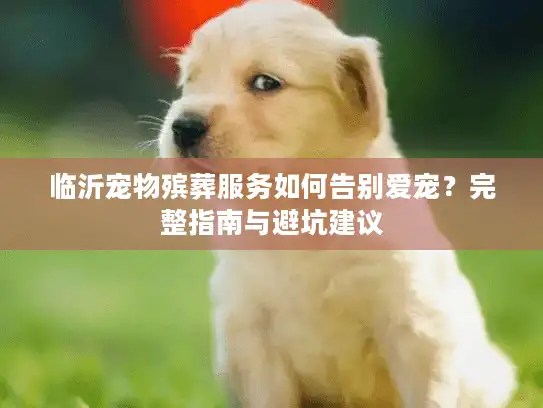 临沂宠物殡葬服务如何告别爱宠?完整指南与避坑建议 临沂宠物殡葬服务如何告别爱宠?完整指南与避坑建议