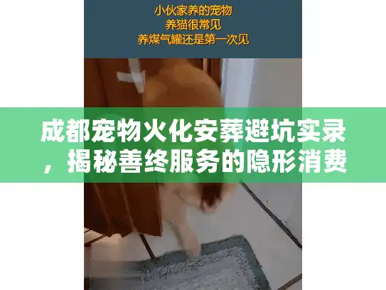 成都宠物火化安葬避坑实录，揭秘善终服务的隐形消费与流程