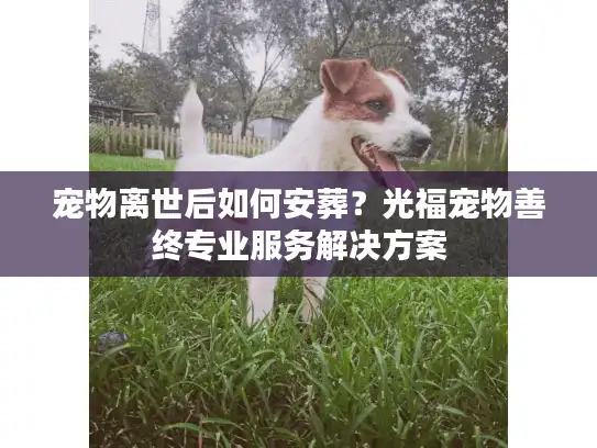 宠物离世后如何安葬？光福宠物善终专业服务解决方案