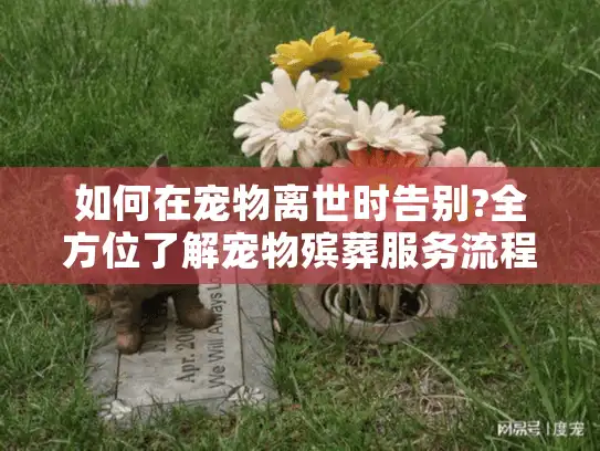如何在宠物离世时告别?全方位了解宠物殡葬服务流程与注意事项