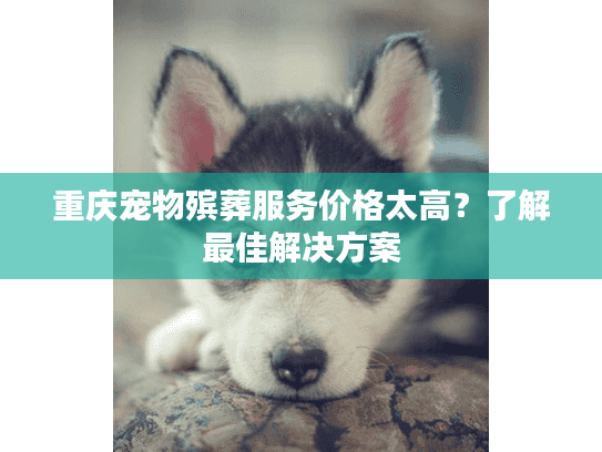 重庆宠物殡葬服务价格太高？了解最佳解决方案