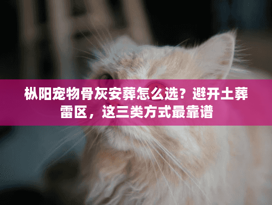 枞阳宠物骨灰安葬怎么选？避开土葬雷区，这三类方式最靠谱