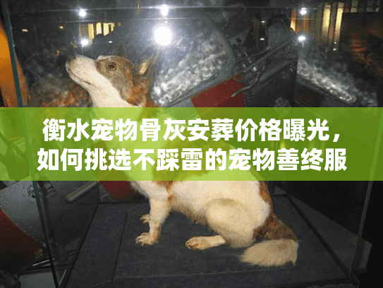 衡水宠物骨灰安葬价格曝光，如何挑选不踩雷的宠物善终服务