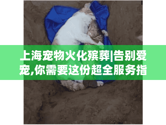上海宠物火化殡葬|告别爱宠,你需要这份超全服务指南