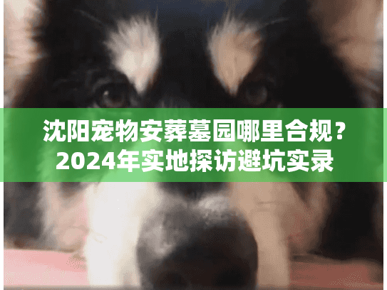 沈阳宠物安葬墓园哪里合规？2024年实地探访避坑实录