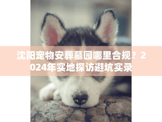 沈阳宠物安葬墓园哪里合规？2024年实地探访避坑实录