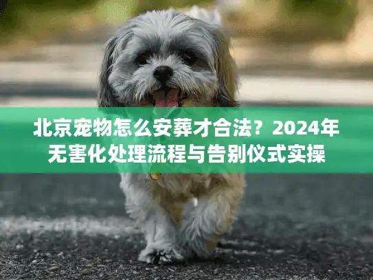 北京宠物怎么安葬才合法？2024年无害化处理流程与告别仪式实操