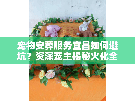 宠物安葬服务宜昌如何避坑？资深宠主揭秘火化全流程实录