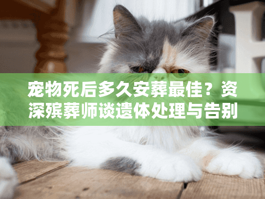 宠物死后多久安葬最佳?资深殡葬师谈遗体处理与告别 宠物死后多久安葬最佳?资深殡葬师谈遗体处理与告别