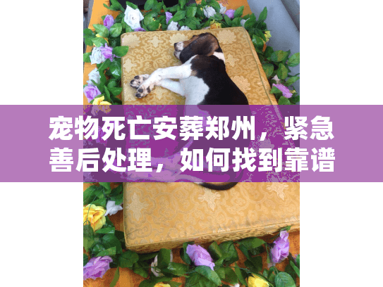 宠物死亡安葬郑州,紧急善后处理,如何找到靠谱的告别仪式? 宠物死亡安葬郑州,紧急善后处理,如何找到靠谱的告别仪式?