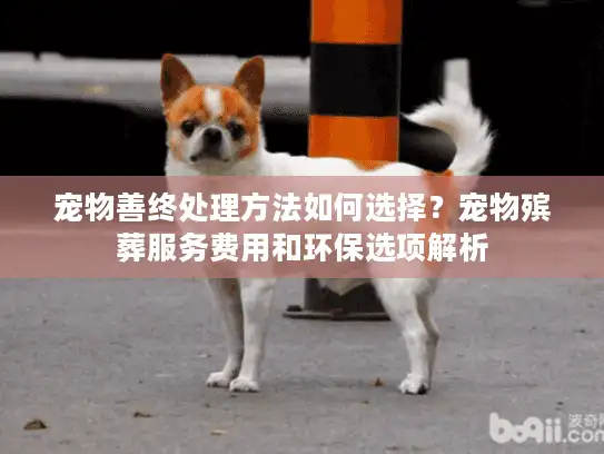 宠物善终处理方法如何选择？宠物殡葬服务费用和环保选项解析