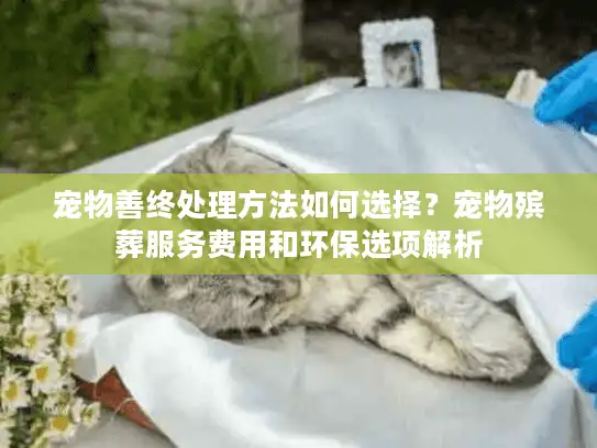宠物善终处理方法如何选择？宠物殡葬服务费用和环保选项解析